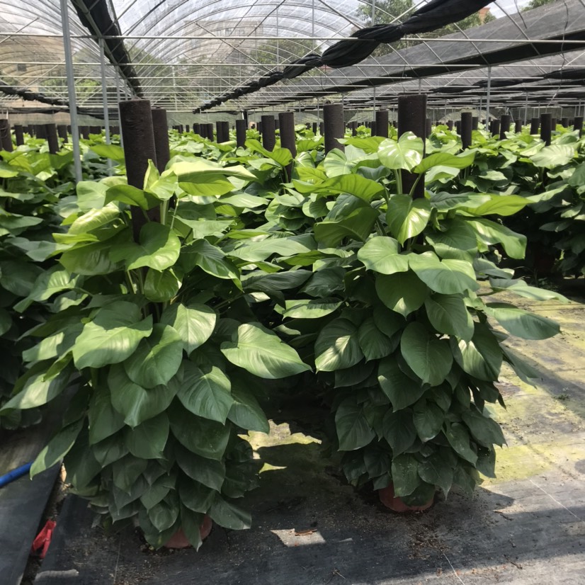 基地供应1.8米绿萝柱 室内观叶绿植 除甲醛 清新空气耐摆