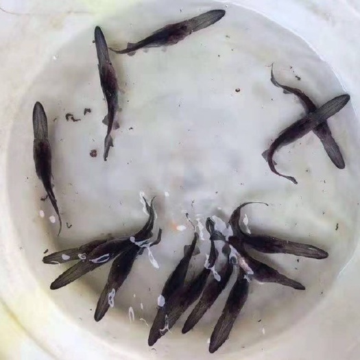 富顺县鸭嘴鱼苗 鸭嘴鲟鱼苗  匙吻鱼 十二公分，成活率高，优良品种