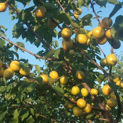 大量珍珠油杏即将成熟