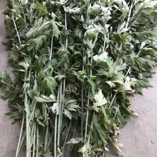 荆门艾草  湖北端午艾叶，新货，去年货都有，人工挑选干净无杂。