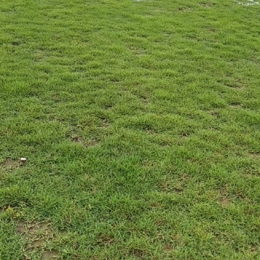 漳州马尼拉草皮  马尼拉精品草块 草卷绿化必备