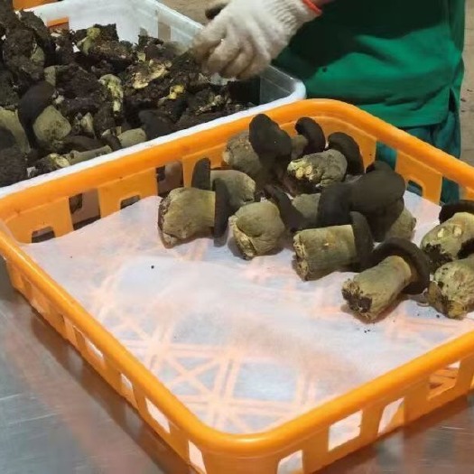 广州新鲜黑牛肝菌