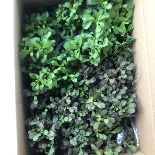 漳州青龙骨  青红龙骨20装可混合装