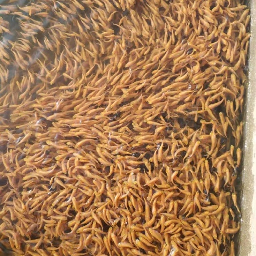南宁草鱼苗 赤目金丝草鱼，红草鱼，俄罗斯金草鱼