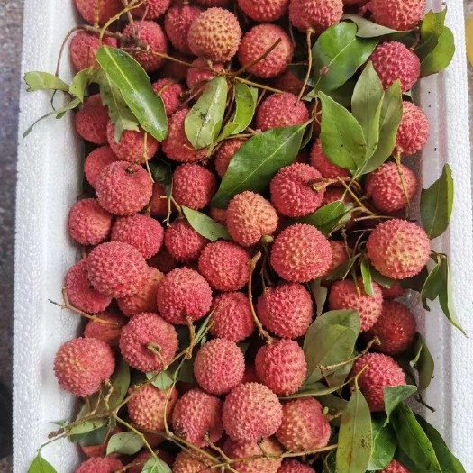 广州桂味荔枝  冷鏈運輸  廣東聞名的增城桂味 新鮮水果  批
