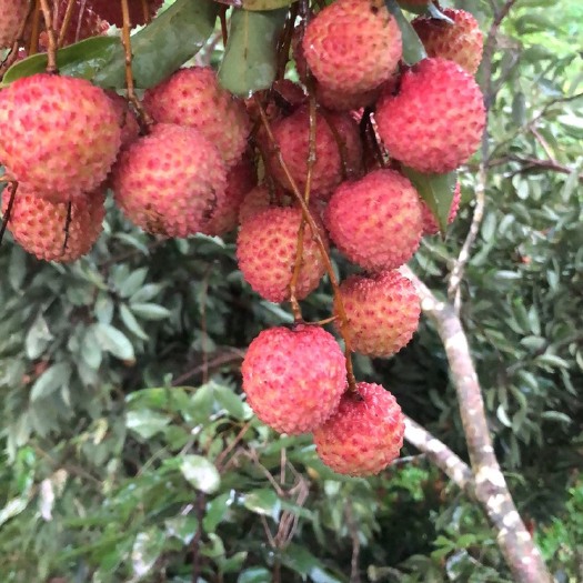 陆川县 桂味荔枝
