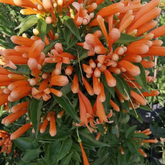 炮仗花批发 炮仗花基地 炮仗花价格 供应
