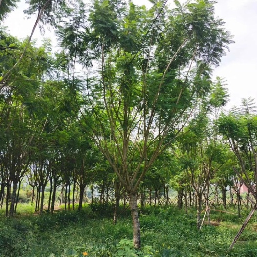 漳州蓝花楹价格 全冠蓝花楹批发 工程绿化蓝花楹基地蓝花楹树报价