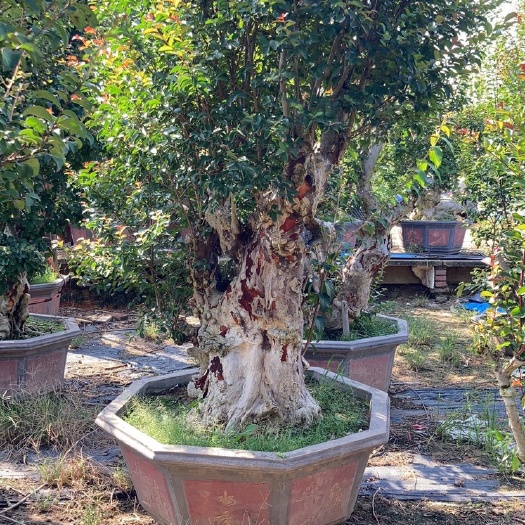 漳州福建紫薇桩价格 紫薇桩景 紫薇古桩 紫薇树桩