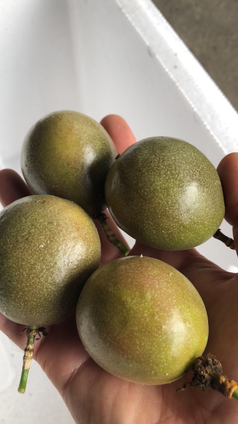 台农一号百香果  百香果 西番莲 云南德宏芒市 产地直销，实力商家联系！