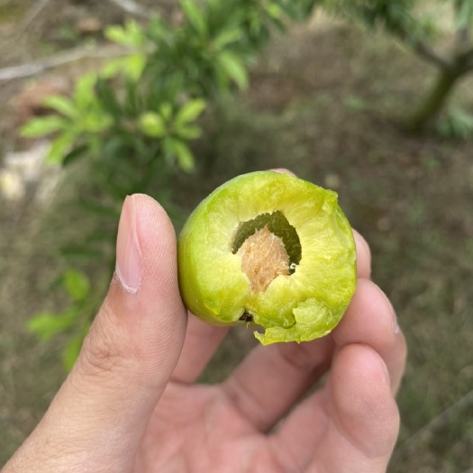 三台县 大量青脆李  上市中