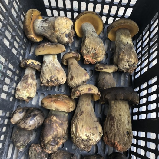 兴义市黑牛肝菌  黑牛肝，黄牛肝！牛肝菌