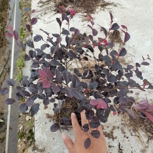 金华黑珍珠红继木 红花继木