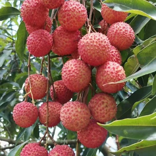 高州市高州桂味荔枝 核小肉厚 清甜口感 略带桂花香味 顺丰空运包邮