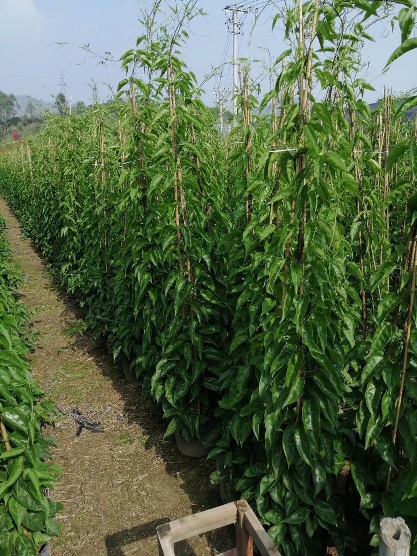 炮仗花批發(fā) 炮仗花基地 炮仗花價格 供應