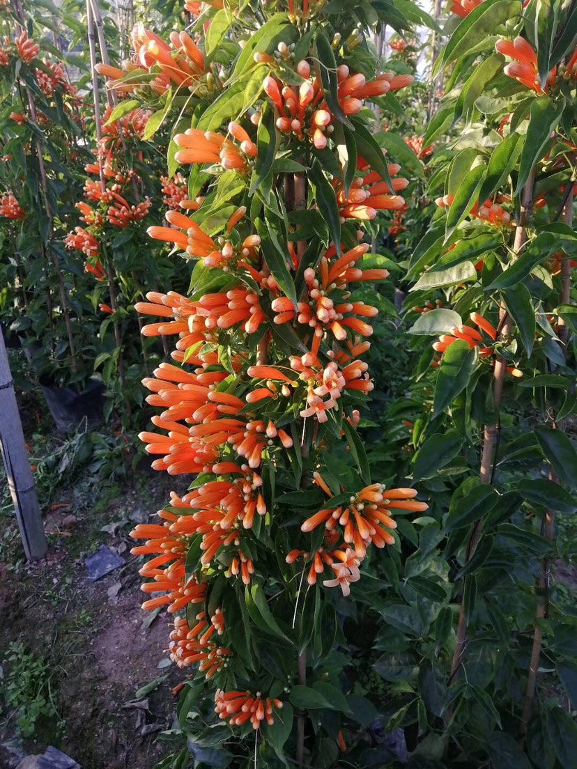 炮仗花批發(fā) 炮仗花基地 炮仗花價格 供應