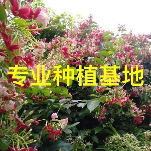 福建使君子价格 阳台庭院爬藤植物使君子供应 使君子基地
