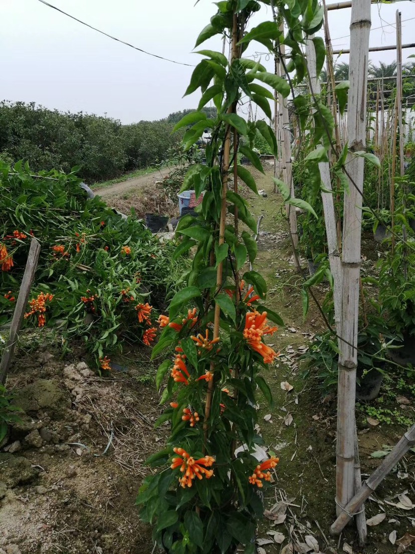 炮仗花批發(fā) 炮仗花基地 炮仗花價格 供應