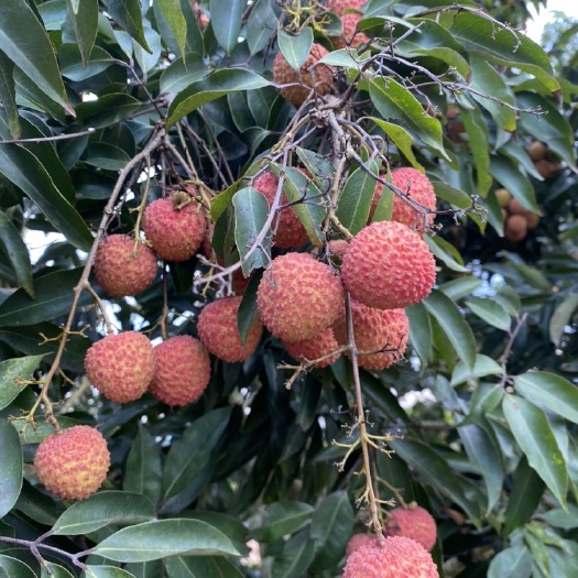 灵山县灵山桂味荔枝  中国荔枝之乡灵山桂味荔枝 新鲜采摘 当季水果