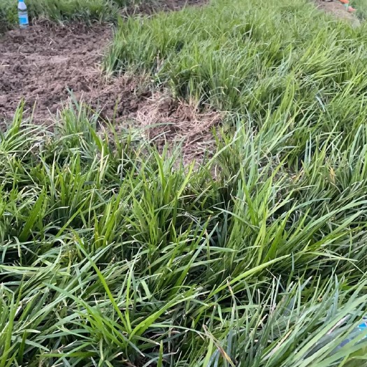 三台县麦冬草