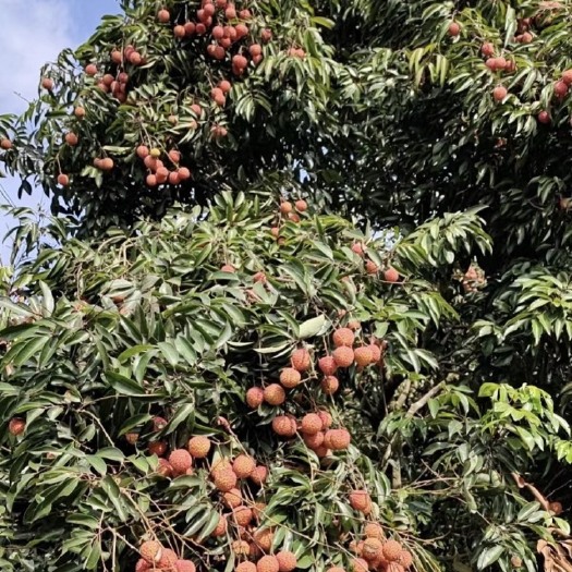 惠东县桂味荔枝 荔枝桂味，和孑