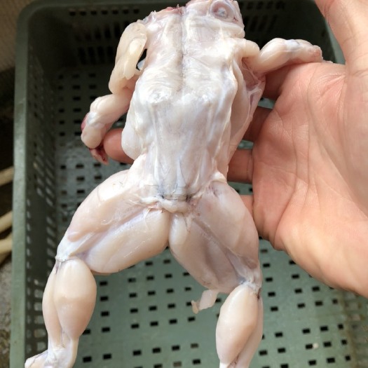 自产地牛蛙现杀新鲜牛蛙肉锁鲜真空包装 食用火锅烧烤干锅最选择