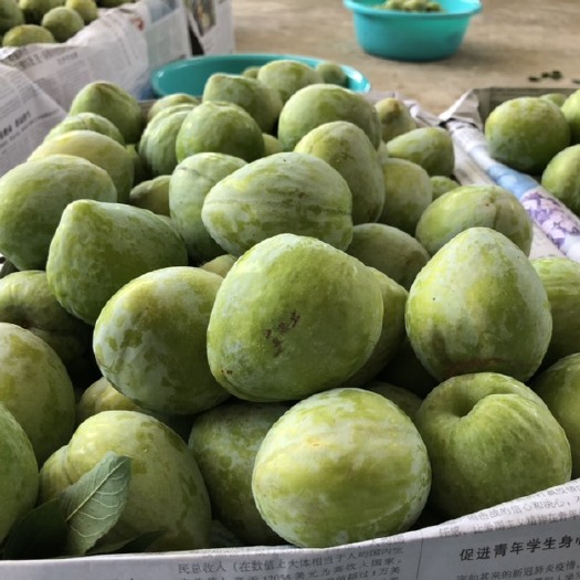 平乐县 奈李