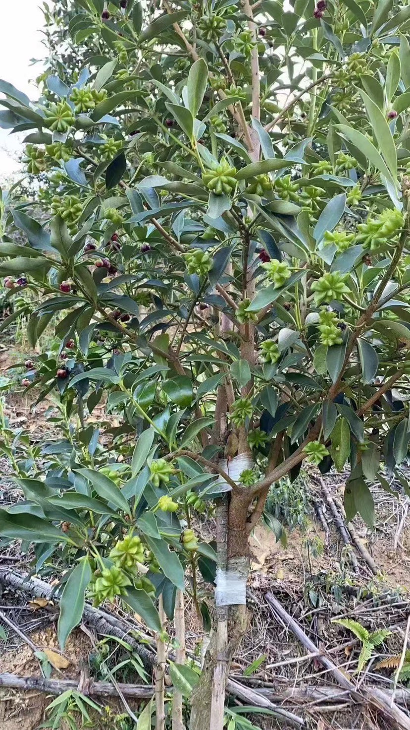 大料树长什么样子图片图片