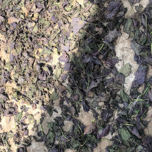 英德市新鲜紫苏  干货紫苏，捆好