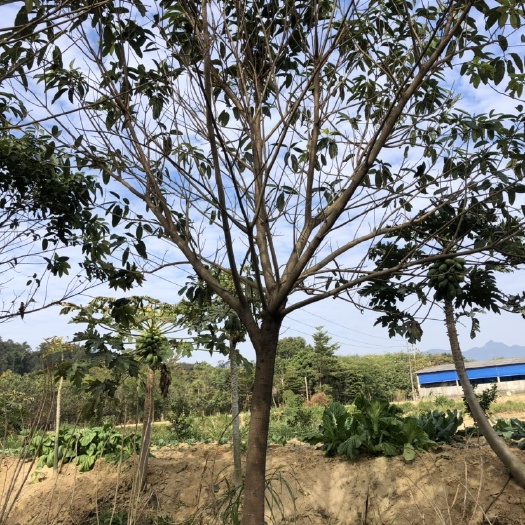 大叶榕价格 大叶榕批发 黄葛榕报价 大叶榕基地直销