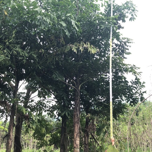 鱼尾款价格 鱼尾葵报价 鱼尾葵树供应 鱼尾葵基地