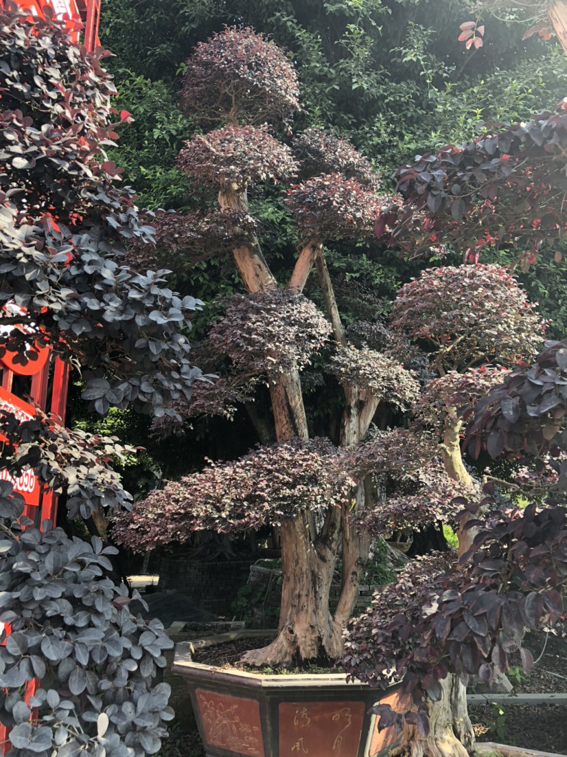 造型红花继木桩批发 红花继木桩盆景价格红花继木桩头基地直销