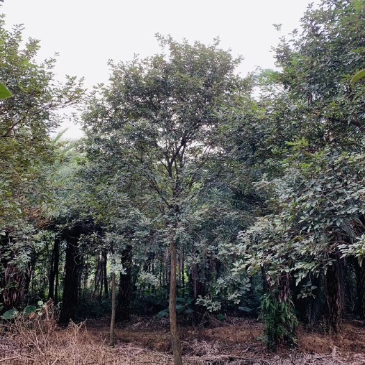 黄花风铃木价格 黄花风铃木批发基地直销