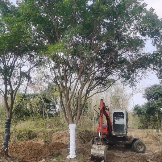 红皮榕价格 无柄小叶榕报价 红皮小叶榕批发 红皮榕基地供应