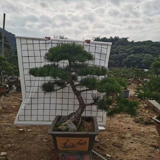漳州福建造型黑松价格 黑松盆景批发 黑松基地直销
