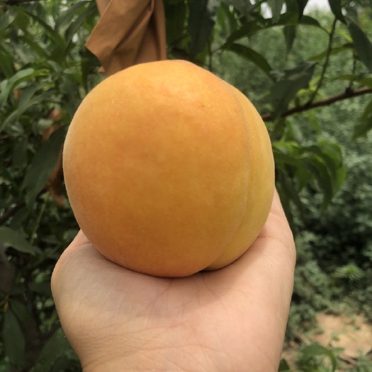 鄢陵县黄金蜜  应季黄桃 齐天大圣醉逍遥