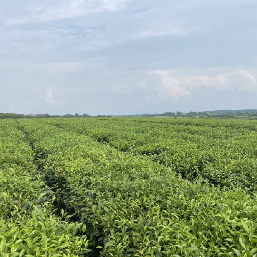 嵊州市毛尖茶  2021年明前茶新茶特级嫩芽全芽尖散装罐装茶叶500g绿茶