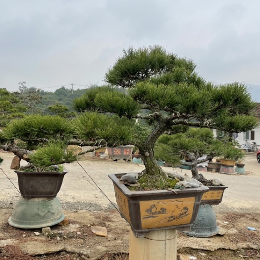 漳州黑松盆景批发 造型黑松价格 黑松报价
