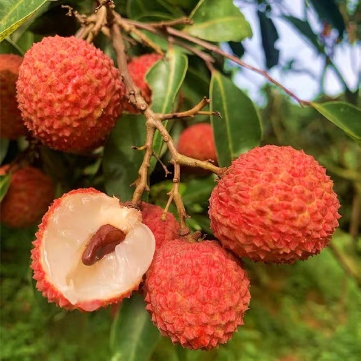 灵山县桂味荔枝  中国荔枝之乡—灵山桂味 新鲜采摘 现摘现发