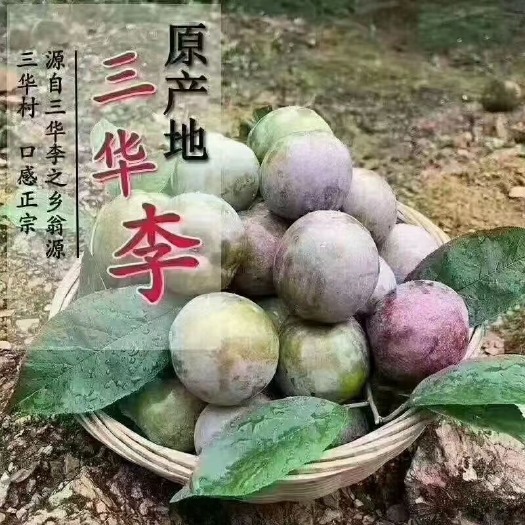 翁源县翁源，三华李发源地，清脆爽口的三华李开摘了！！！欢迎大家前