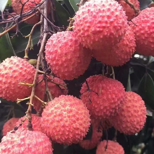 灵山县广西灵山桂味荔枝，荔枝中的爱马仕，一箱10斤