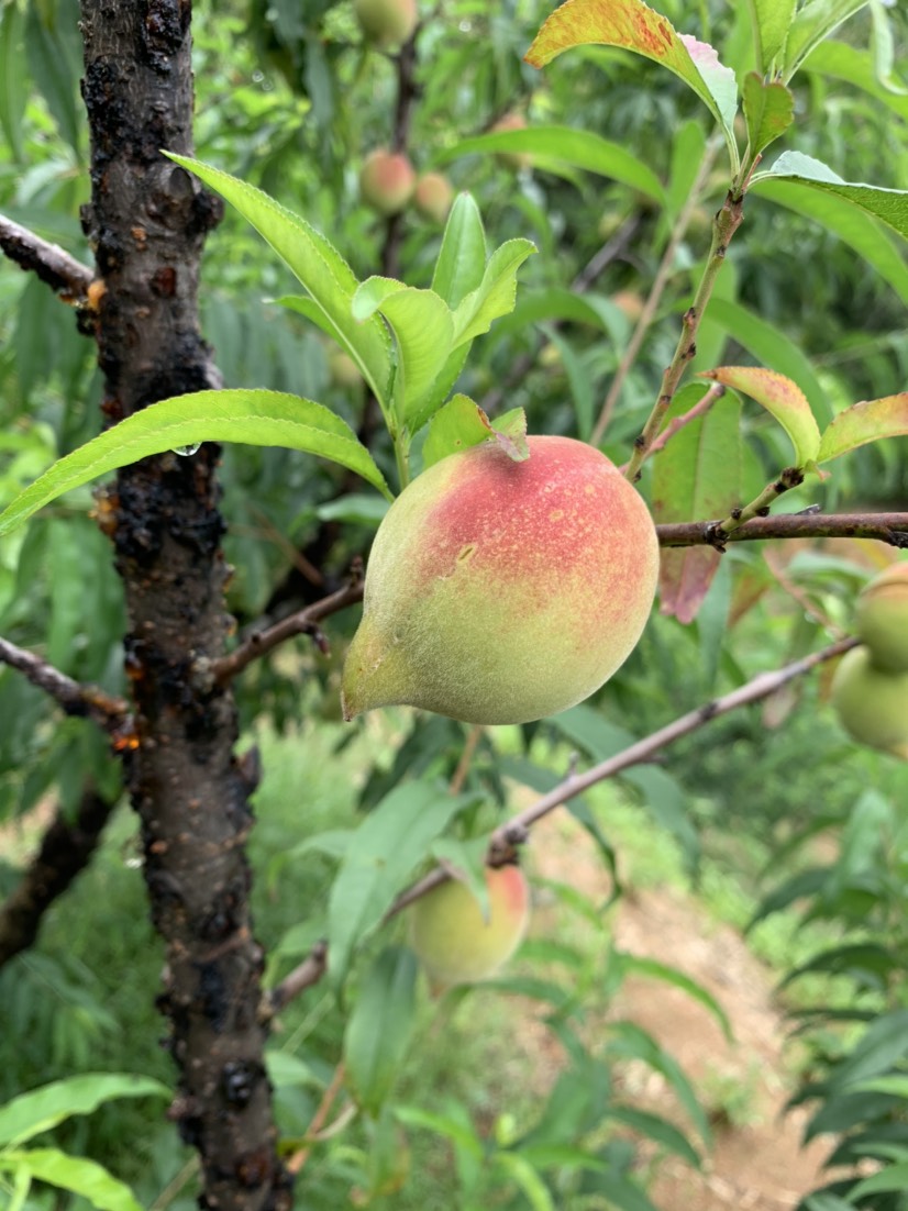 鹰嘴蜜桃  鹰嘴桃味道鲜美，营养丰富，含铁量较高，味道清甜爽