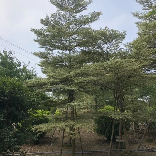 锦叶榄仁批发 小叶榄仁报价 锦叶榄仁基地供应