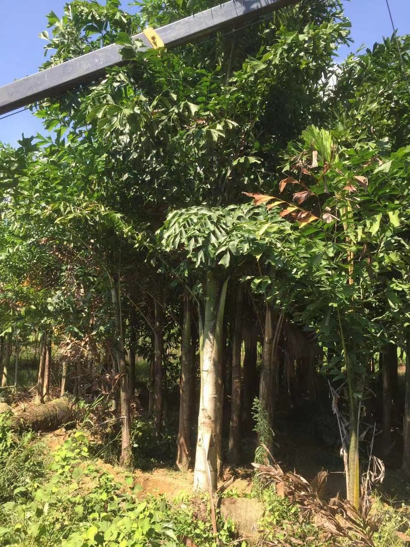 鱼尾款价格 鱼尾葵报价 鱼尾葵树供应 鱼尾葵基地