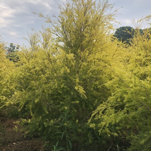 漳州黄金香柳价格 浙江千层金批发 黄金宝树球基地直销