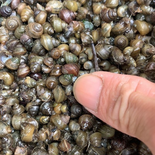 昆山市螺蛳  籽螺超级好货！苏州嘉兴大量生产，江浙沪大量送货上门