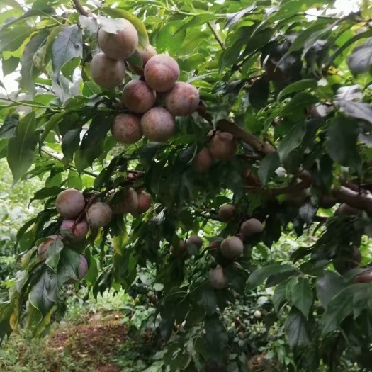 信宜市统装三华李大量上市，统装果，新鲜水果，果园直供，批发零售，