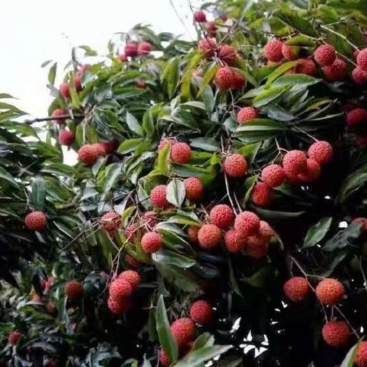 北流市桂味荔枝 开始代收桂味