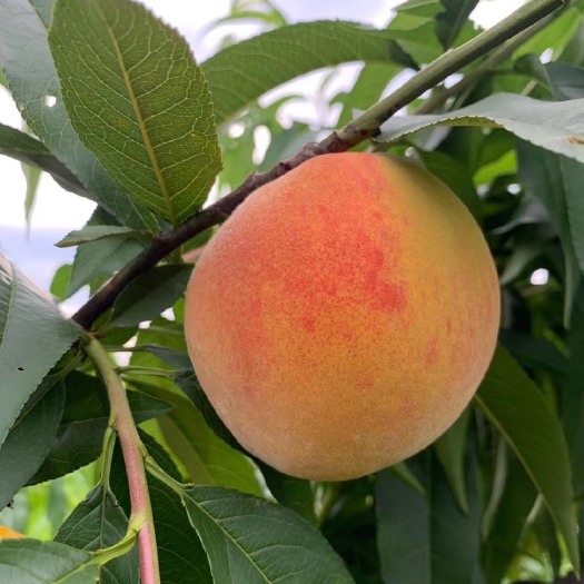 宁波早凤王桃 奉化水蜜桃大量上市