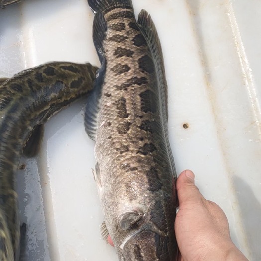 佛山乌鳢  成品生鱼（黑鱼）长期供应0.3~1.5斤